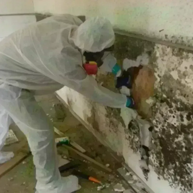 Mold Remediation and Removal in Toole County, MT